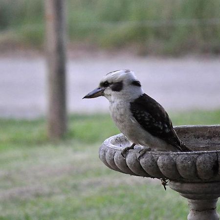 Tallawarra Homestead Tonimbuc Zewnętrze zdjęcie