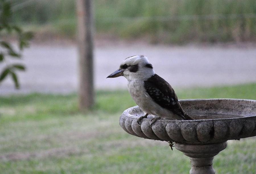 Tallawarra Homestead Tonimbuc Zewnętrze zdjęcie